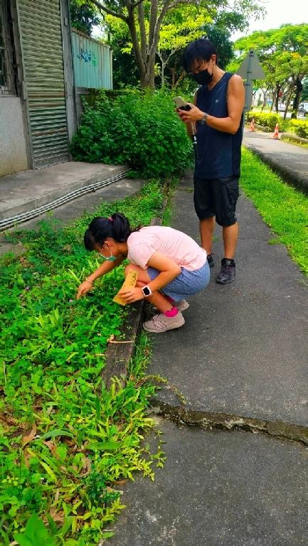 梔子花|梔子花｜亞泥生態園區官方網站植物生態－花蓮生態復